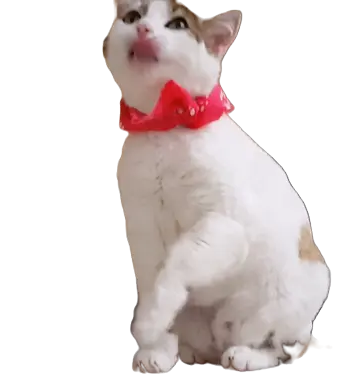Kırmızı fularlı, pati kaldıran beyaz kedi