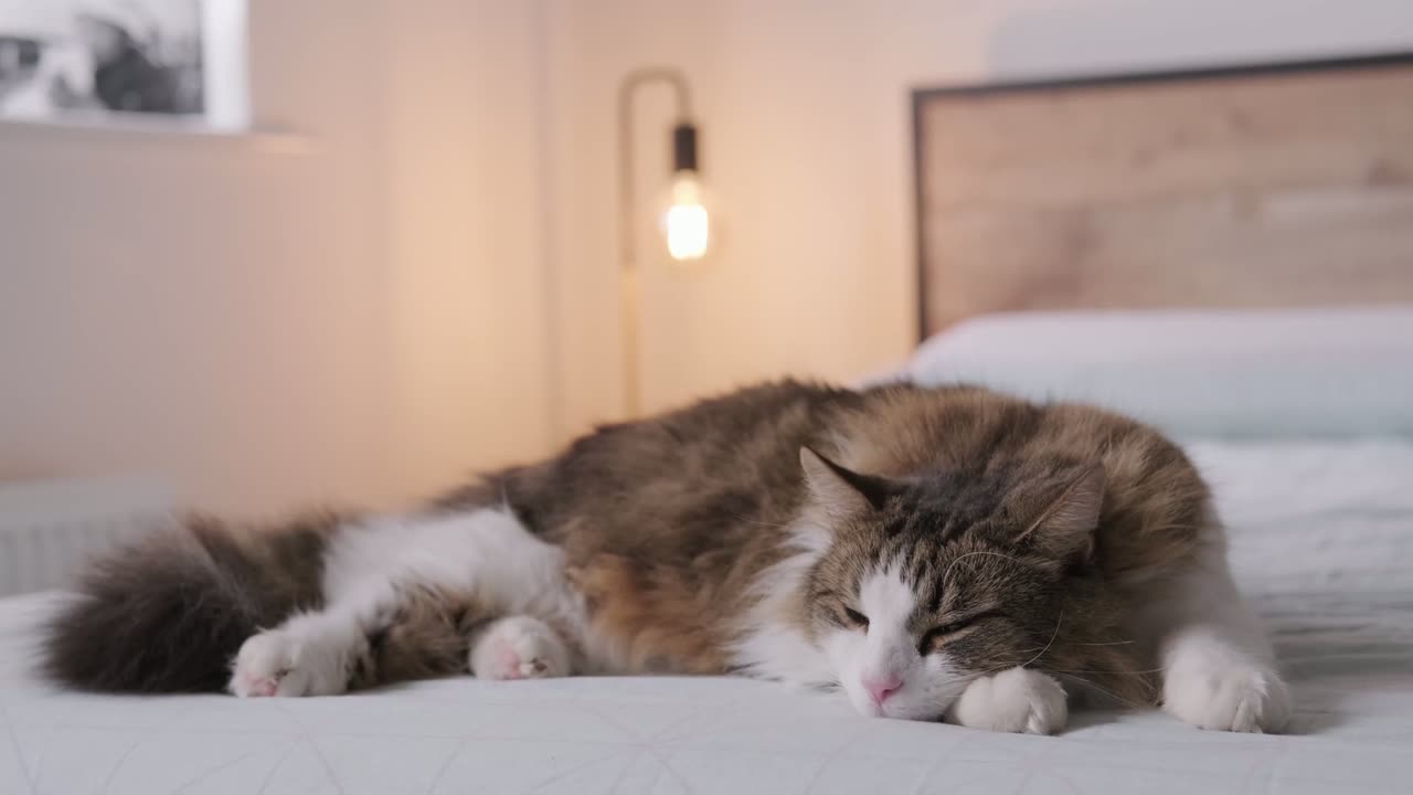 Yatakta uyuyan kedi