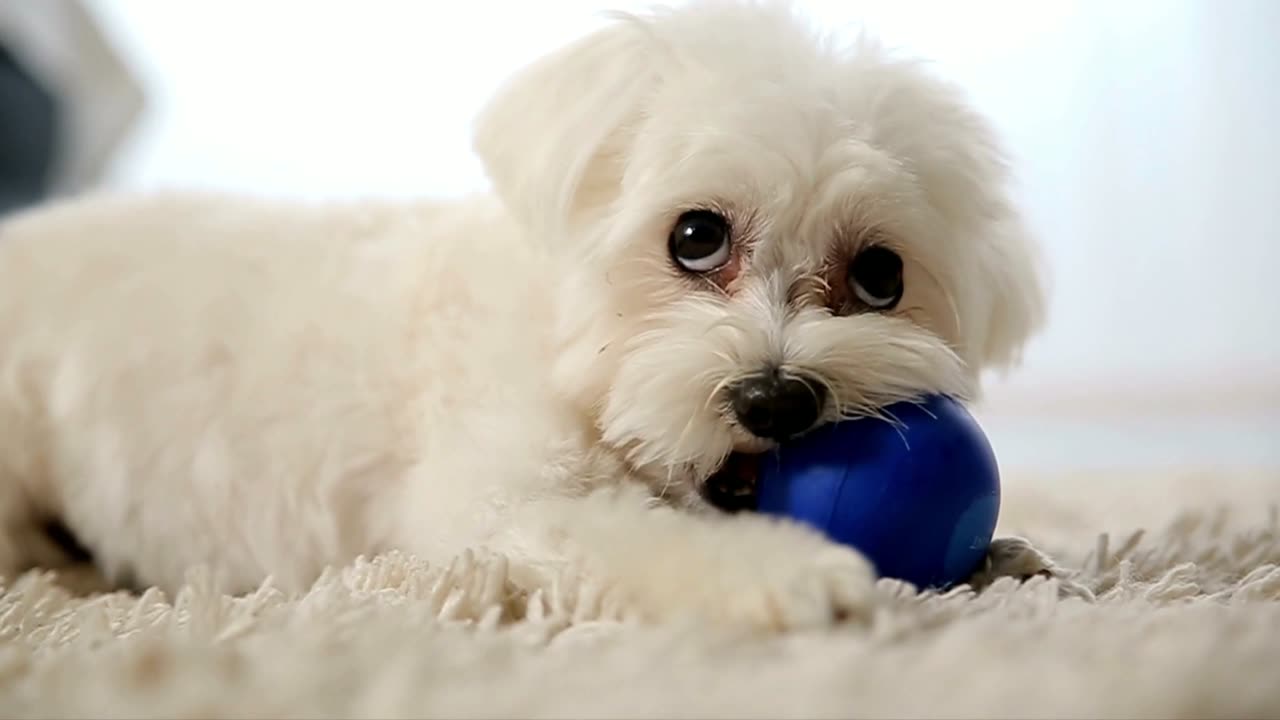 Topuyla oynayan Malta köpeği