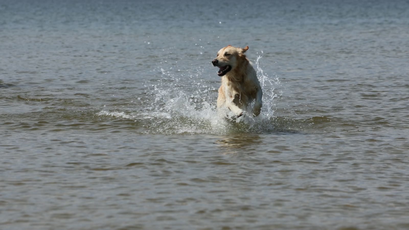 Suda koşan köpek
