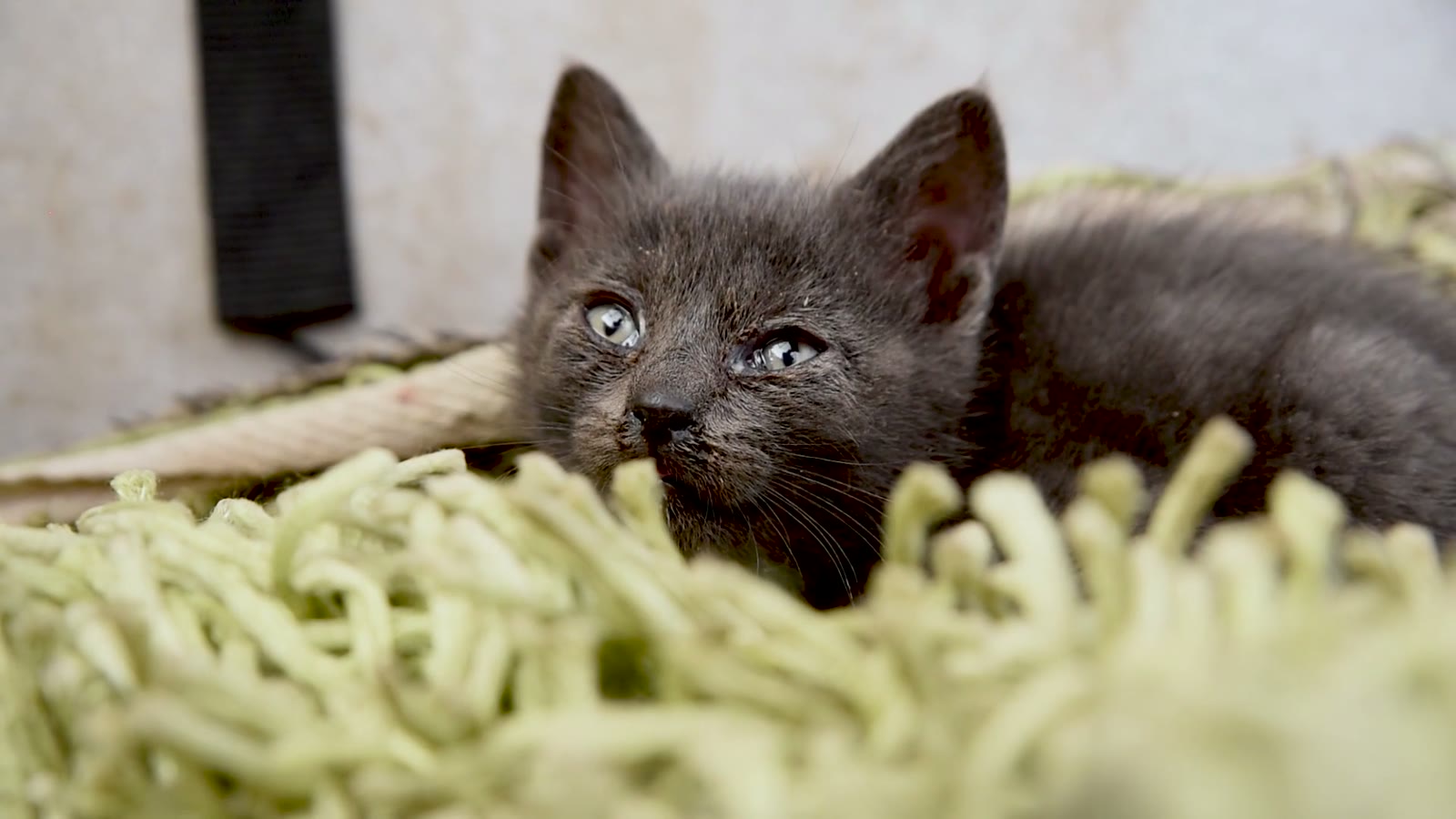 Halı üstünde uzanan gri yavru kedi